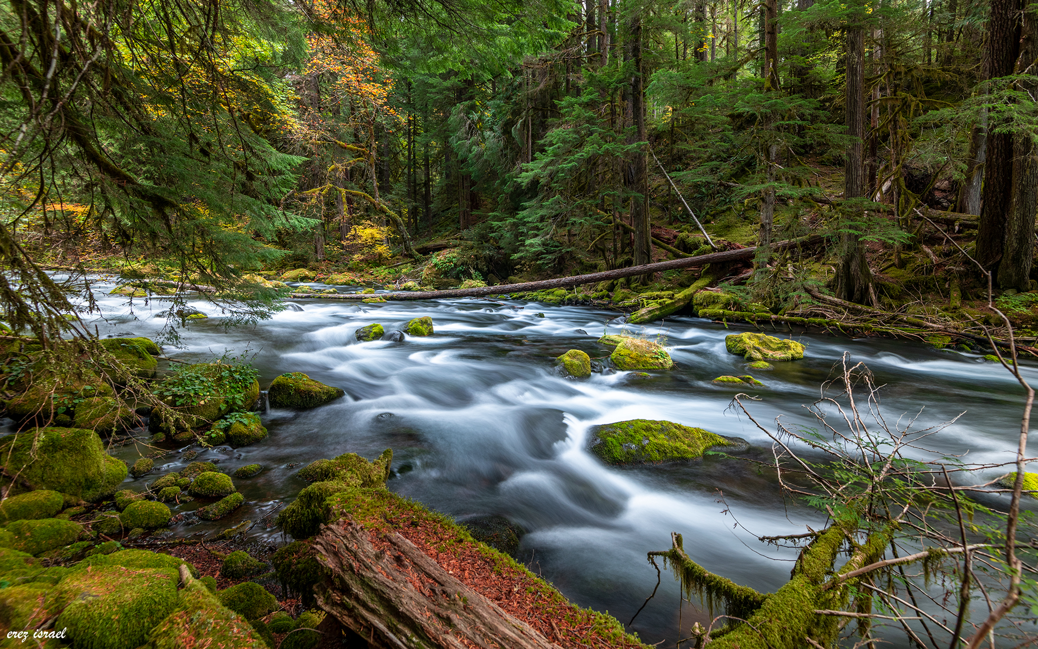 מפל ברקע היערות הירוקים של אורגון בתחילת הסתיו , ארה"ב